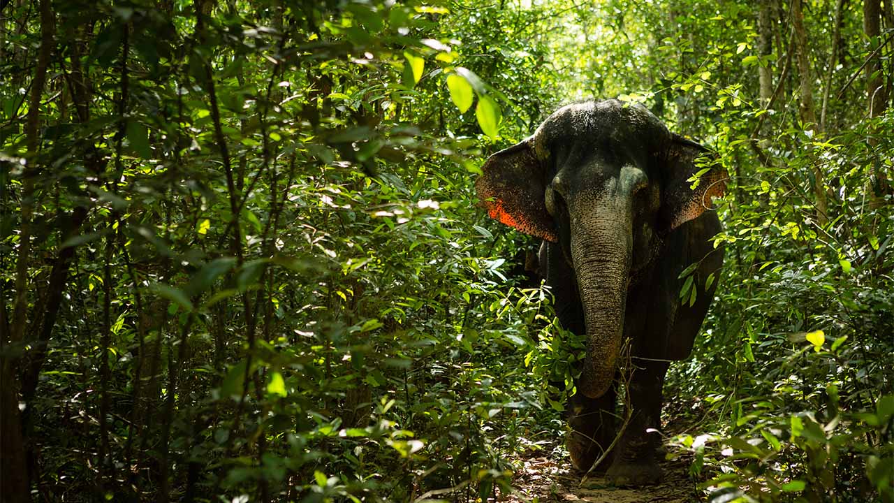Elephant at Phnom Kulen mountain
